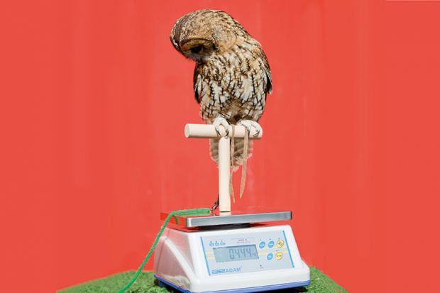 Weighing an owl