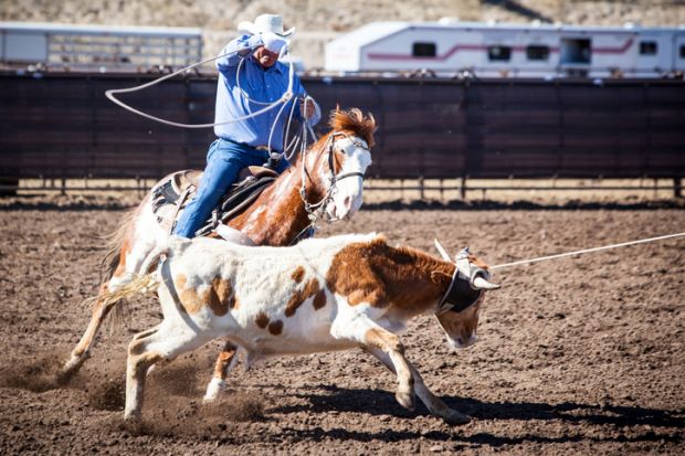Wickenburg, USA - February 5, 2013 Riders compete in a team roping competition in Wickenburg, Arizona, USA