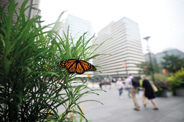 Monarch butterfly in city