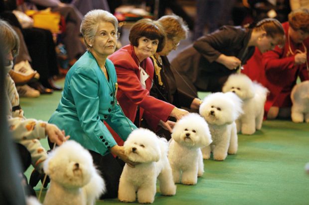 Women attending a dog show