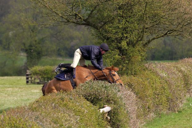 Horse and jockey crashing into hedge