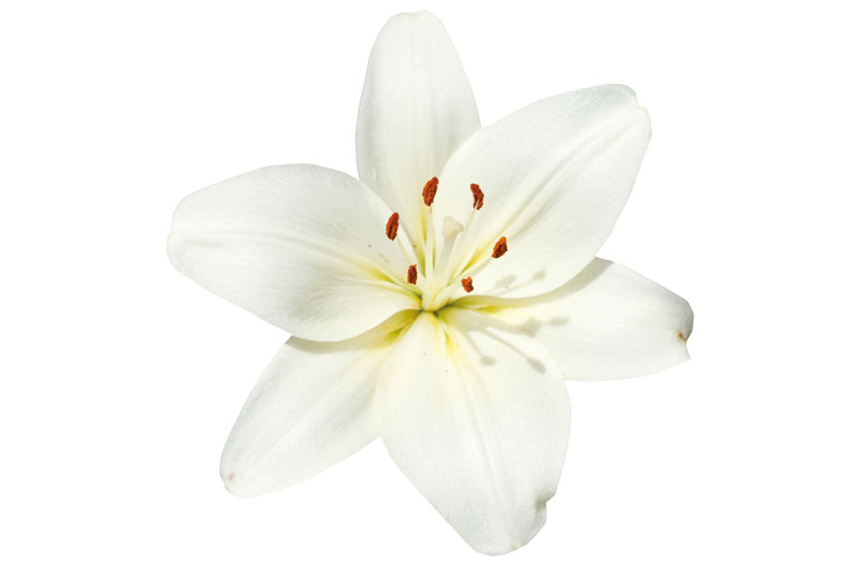 White flower isolated on white background